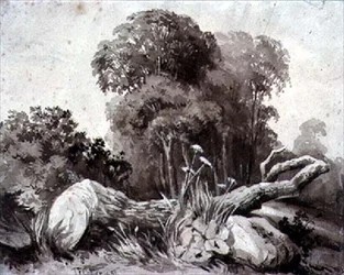Un arbre abattu